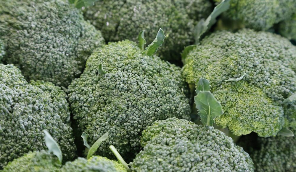 Egyptian IQF frozen broccoli florets