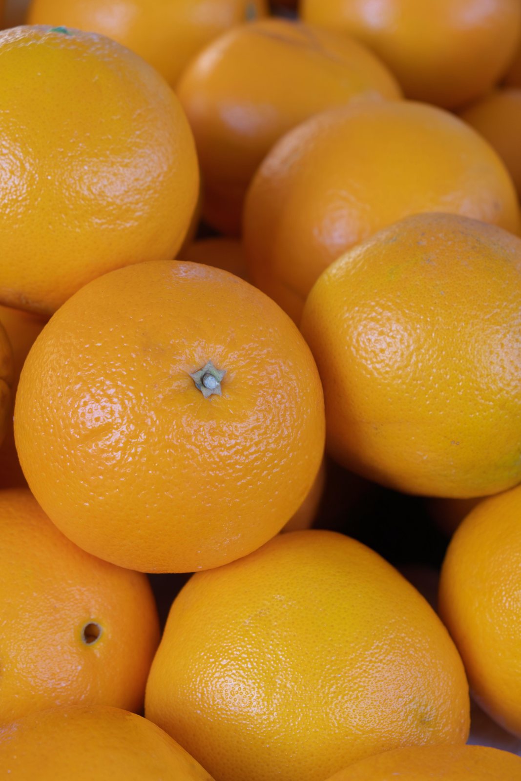 Fresh Egyptian Valencia and Navel oranges